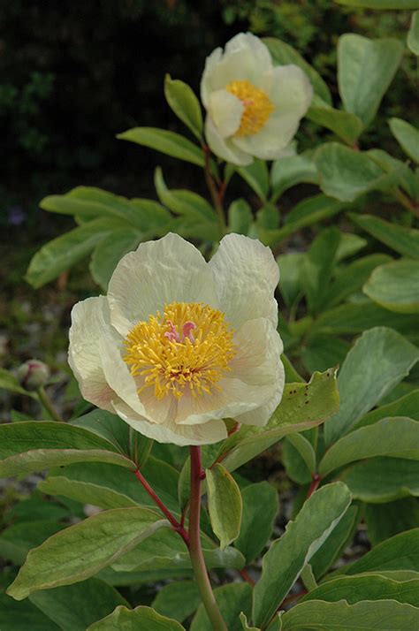 The Magickal Properties of Molly the Witch Peony: Harnessing Nature's Power